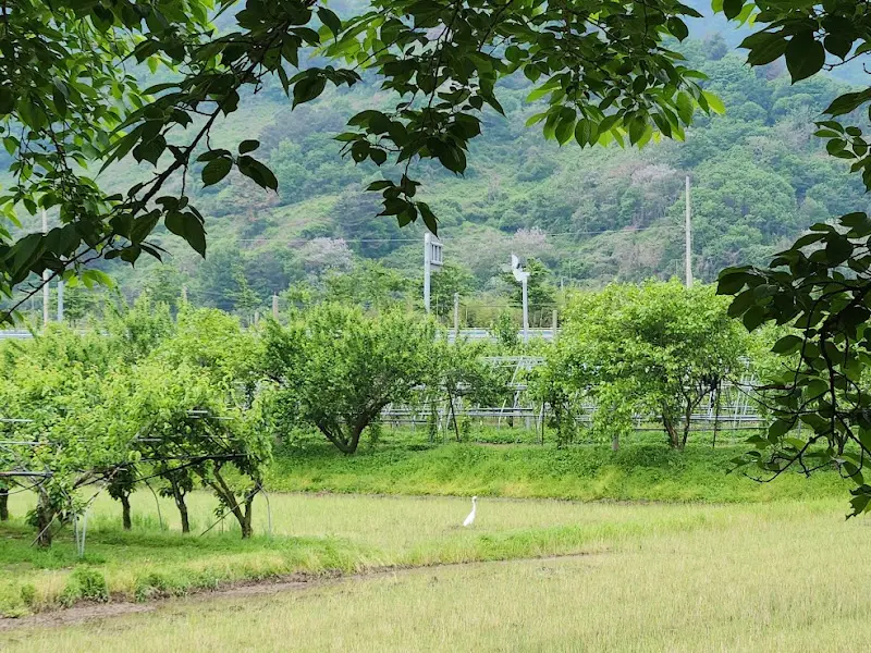 식당 앞에서 바라본 아름다운 논밭 뷰