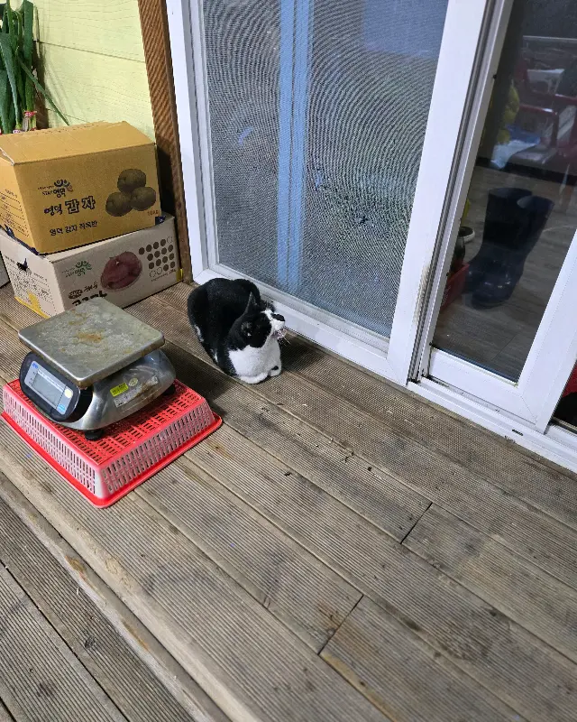 가게 마스코트 고양이