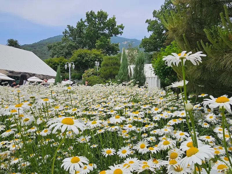 만개한 데이지 꽃밭