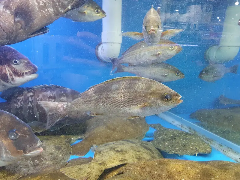 마마네 수족관 속 싱싱한 물고기들