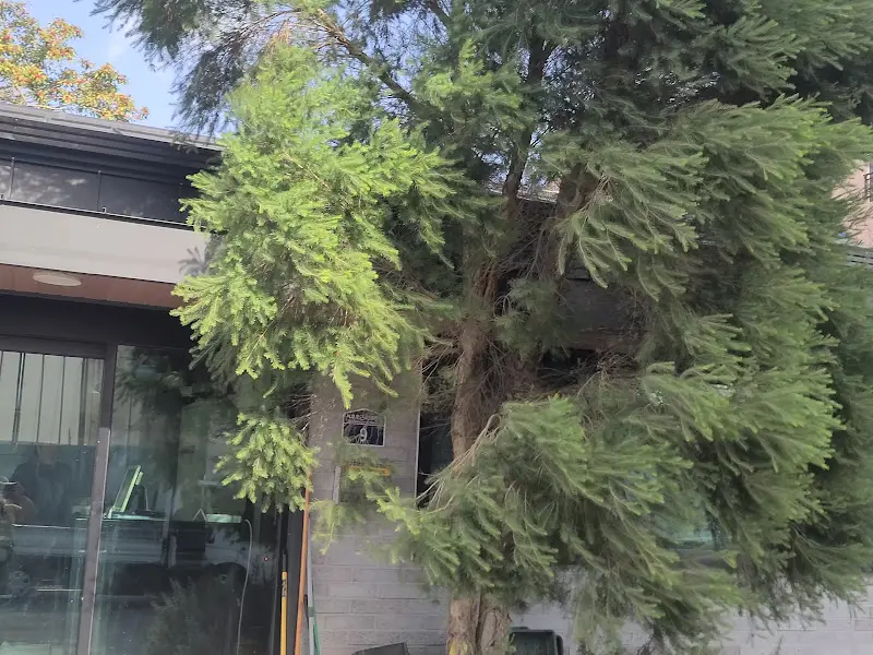 식당 입구에 있는 커다란 나무