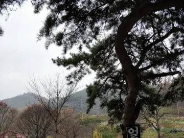 괴산 깊은 산 속, 과학적으로 검증된 오리백숙 맛집 순례기