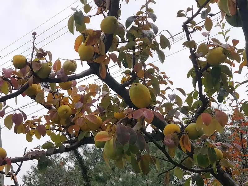 탐스러운 열매가 맺힌 나무