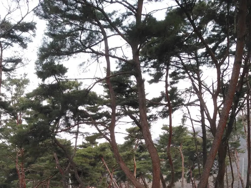 하늘을 향해 뻗은 소나무들