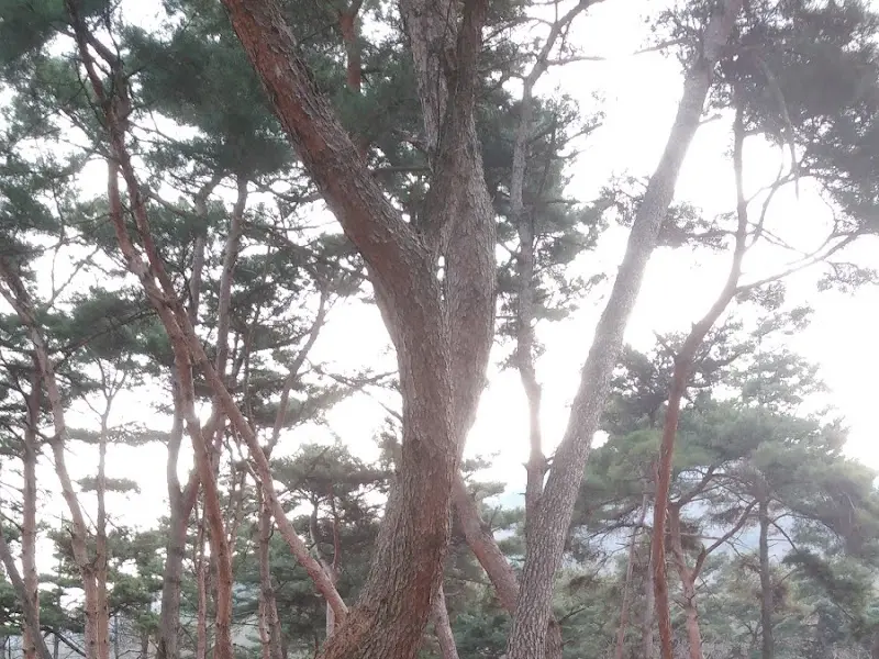 소나무 숲 사이로 비치는 햇살