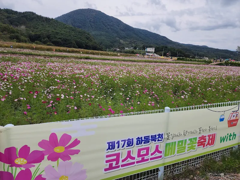하동 북천 코스모스 메밀꽃 축제