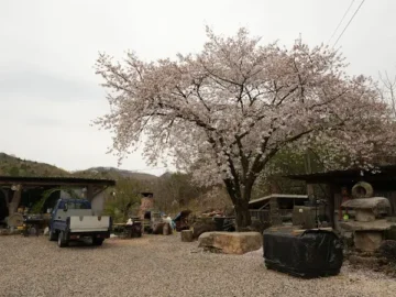 봄나물의 향연과 장인의 숨결이 깃든, 가평 “예약 필수” 토종닭 맛집 탐험기