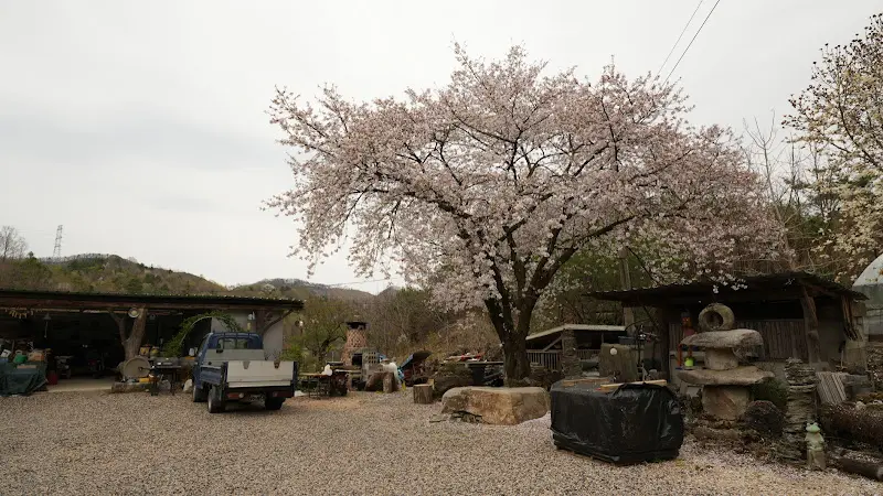 벚꽃이 만개한 식당 전경