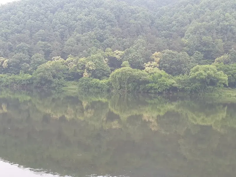 금강변의 푸른 나무들