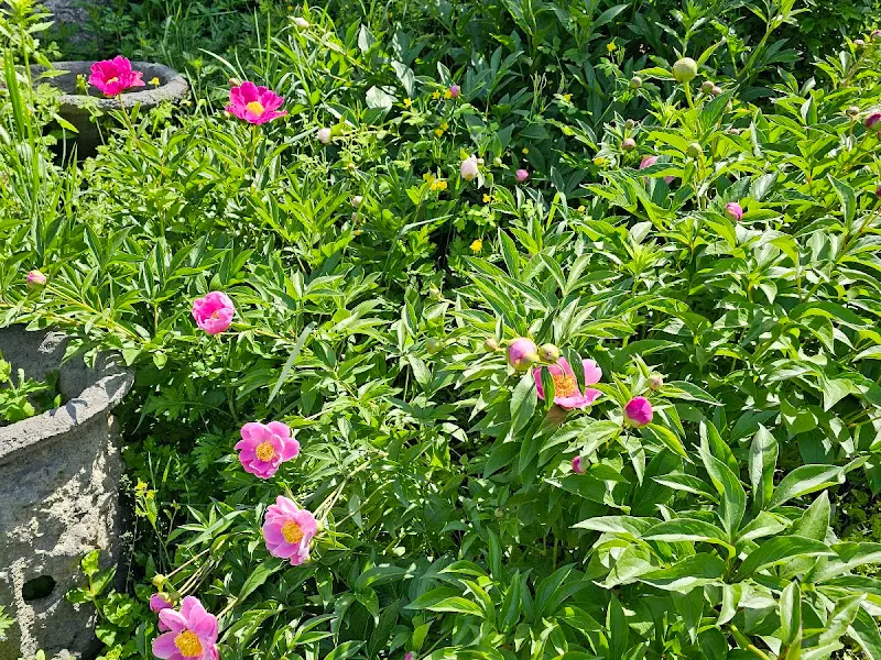 메주꽃 정원의 꽃