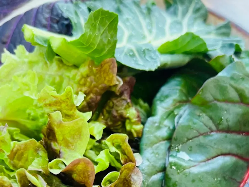 싱싱함이 살아있는 쌈 채소