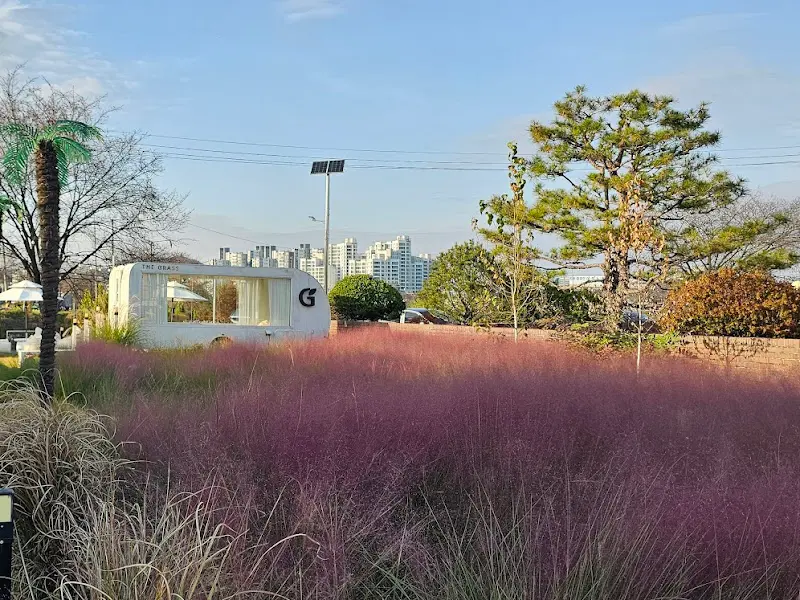 핑크뮬리가 심어진 야외 정원