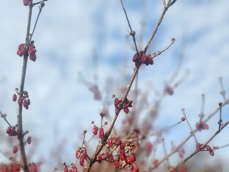 나뭇가지에 달린 열매