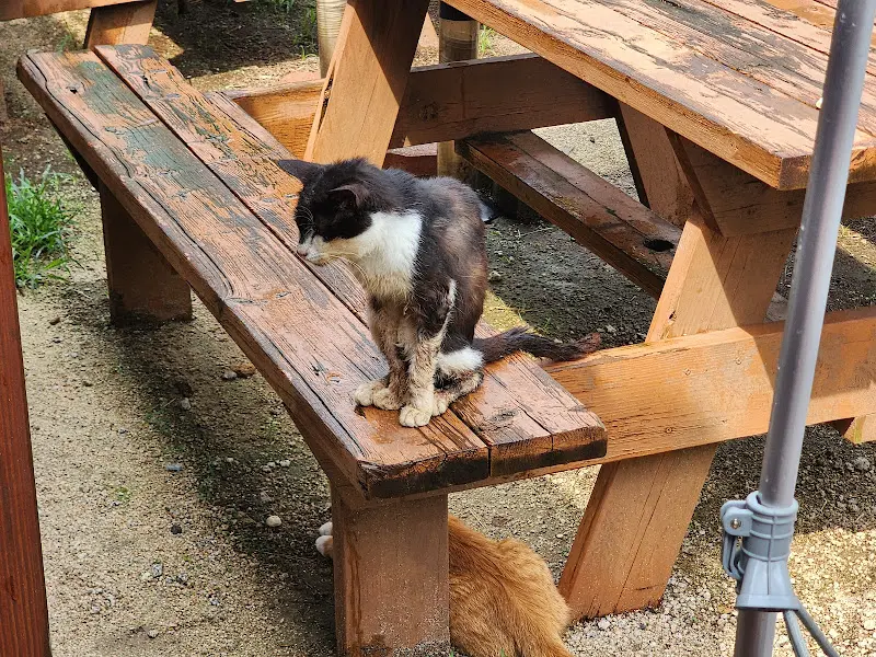 나무 벤치 위의 고양이