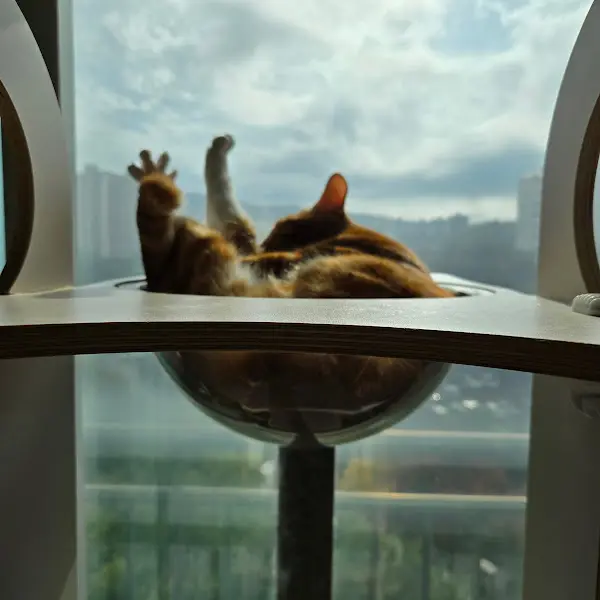 창밖을 바라보는 고양이