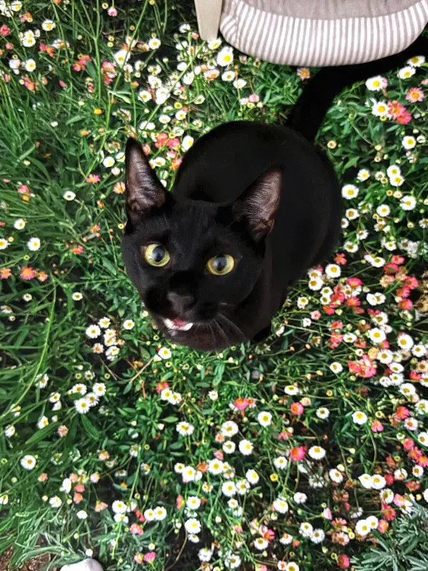 심쿵! 템포오브템포 마스코트 고양이