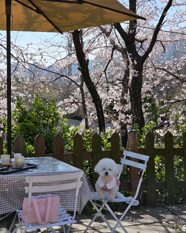 벚꽃 아래 강아지