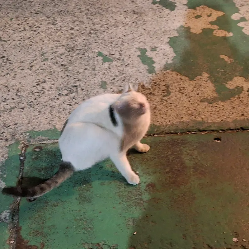 싱싱한 재료들이 듬뿍 들어간 낙지 요리