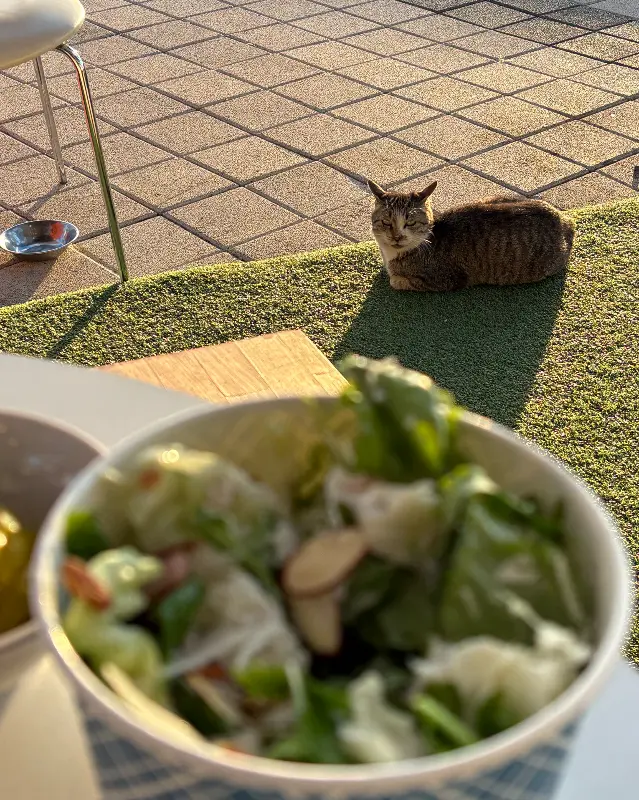 샐러드와 고양이