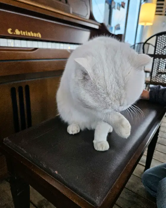 피아노 위에서 쉬고 있는 흰 고양이