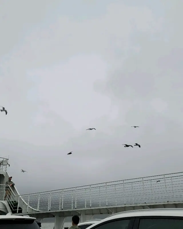 배 위에서 갈매기들이 자유롭게 날아다니는 모습