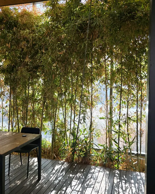 대나무 숲 뷰