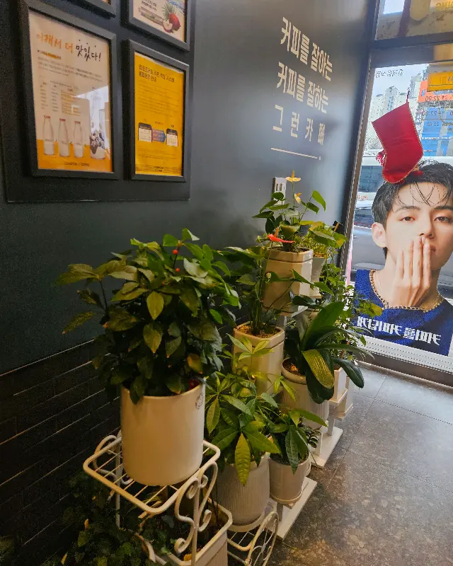 싱그러운 화분들