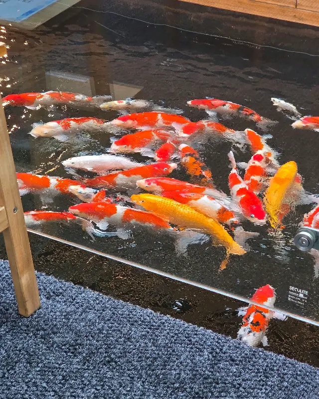 아이들이 잉어 먹이 주기 체험을 하는 모습