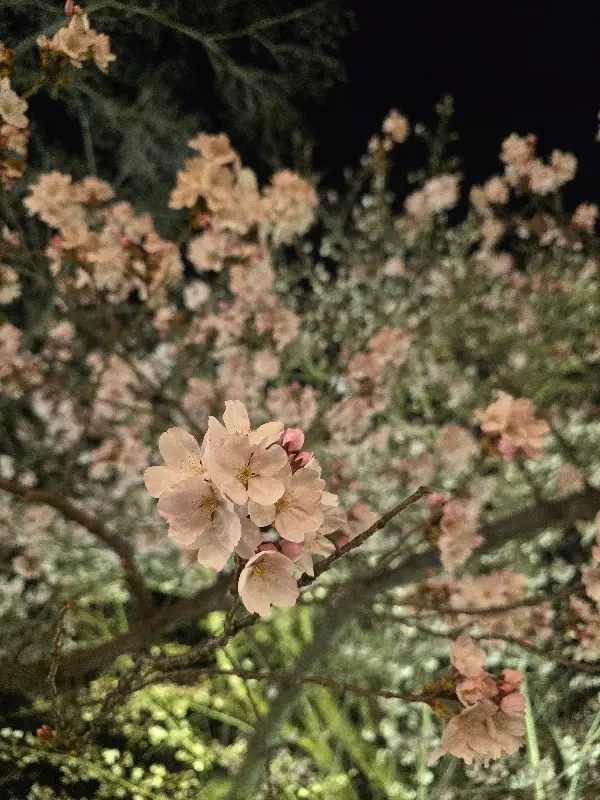 온천천 벚꽃 야경