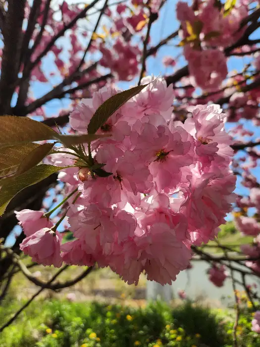 신선한 제주 당근 주스