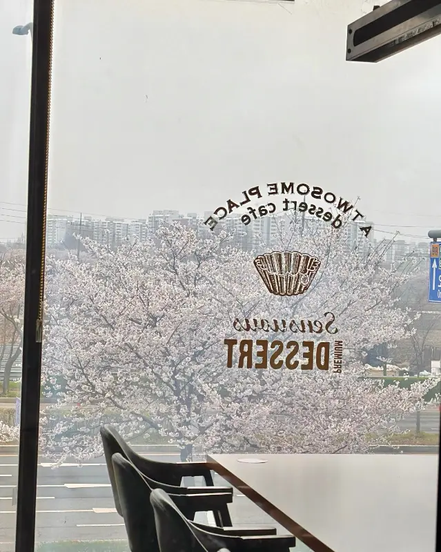 투썸플레이스 수원여대점의 벚꽃 뷰