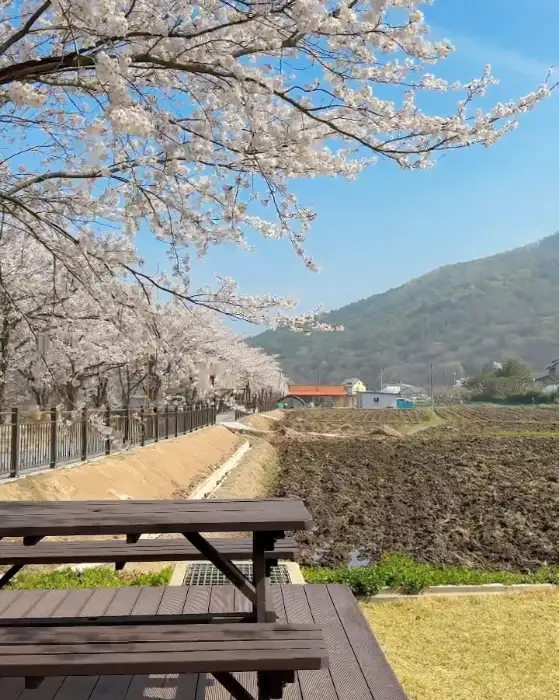 봄날 벚꽃나무와 야외 테이블