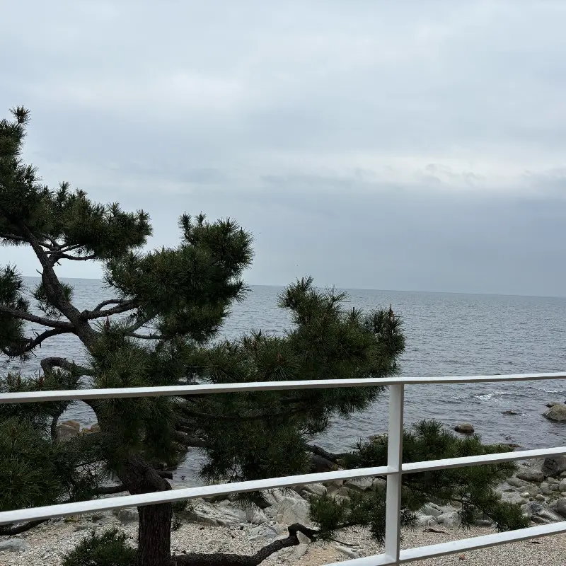 카페 외부 테라스에서 보이는 바다와 소나무