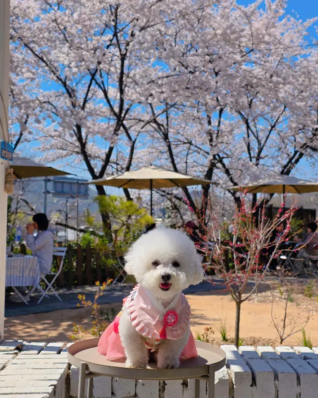 벚꽃 아래 강아지
