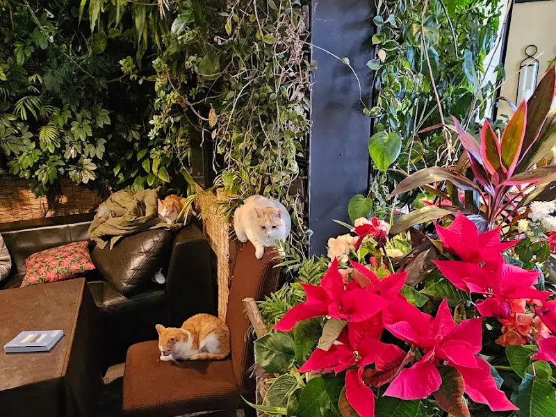 의자에 앉아있는 고양이들