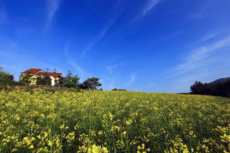 울릉도 나리분지 풍경