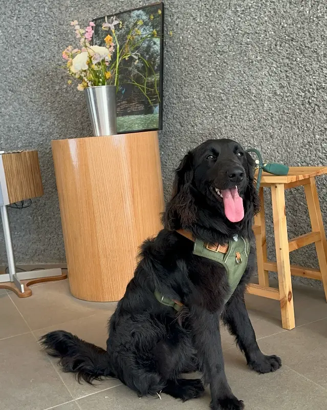 강아지와 함께 방문한 손님