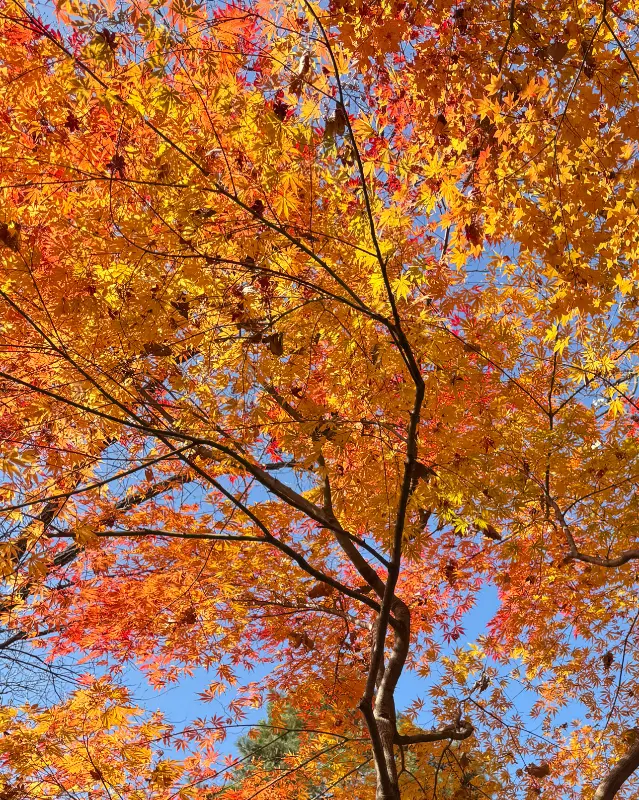 단풍놀이 가기 전 들러 든든하게 배 채우기