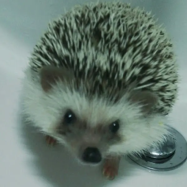 귀여운 고슴도치