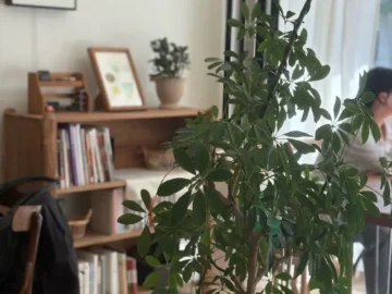 태평동 숨은 보석, 무화과나무 아래에서 만난 인생 디저트 맛집 발견기