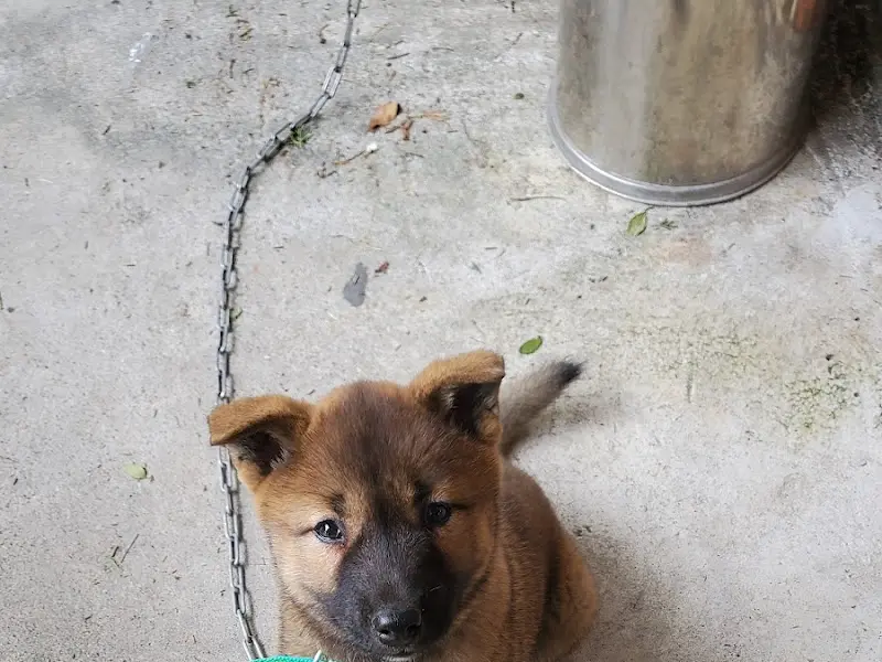 사랑방식당 앞 강아지