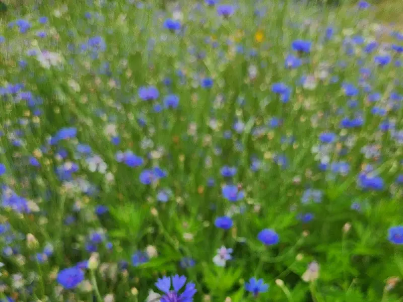 카페히든 주변에 만개한 아름다운 꽃들