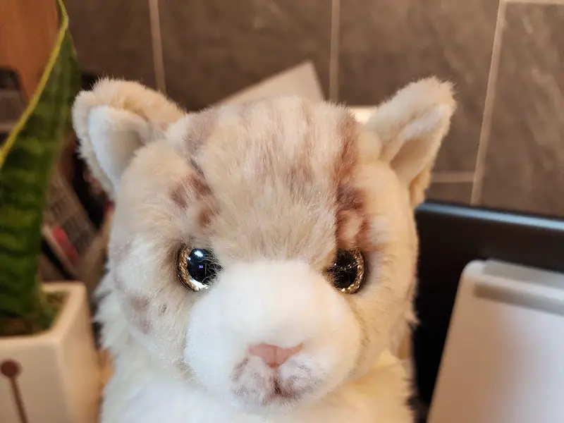 귀여운 고양이 인형