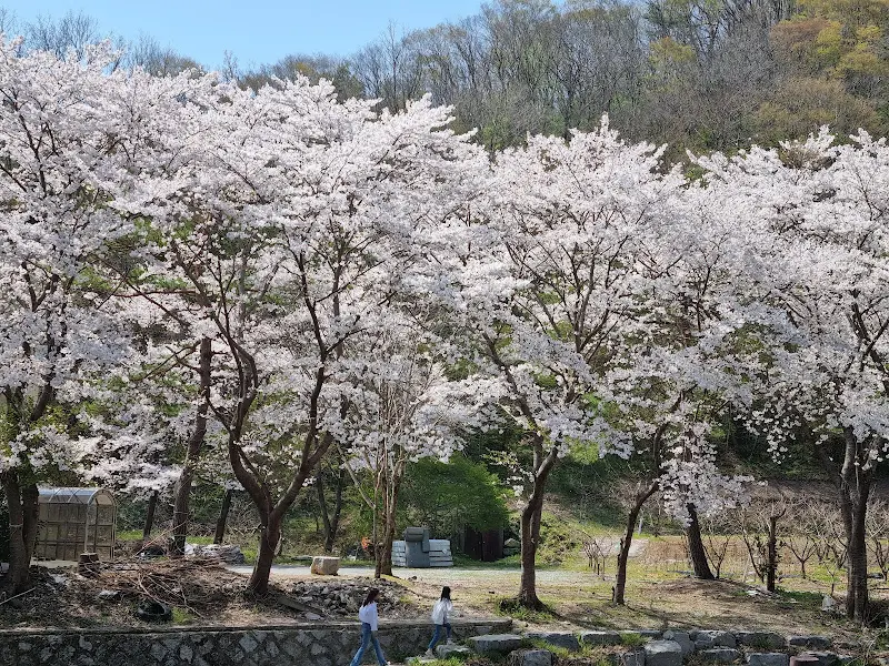 백양사 벚꽃 풍경