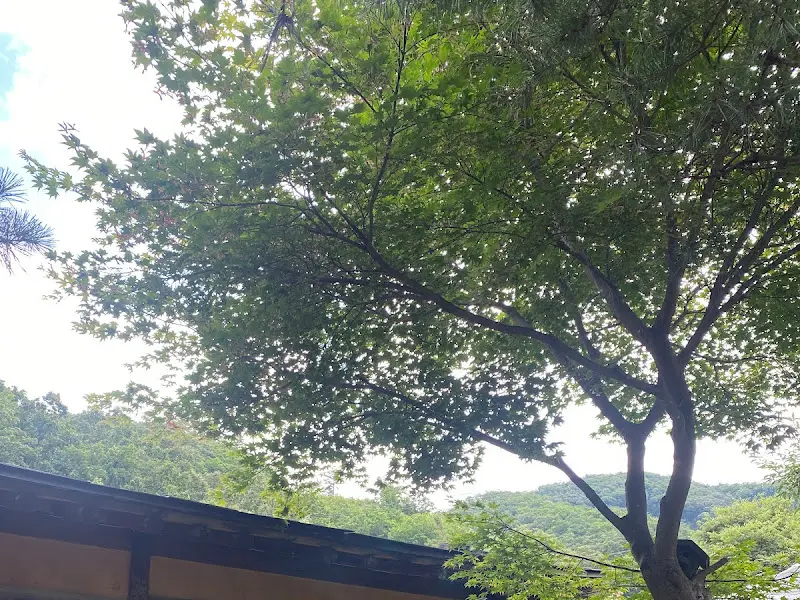 사각하늘 주변 나무