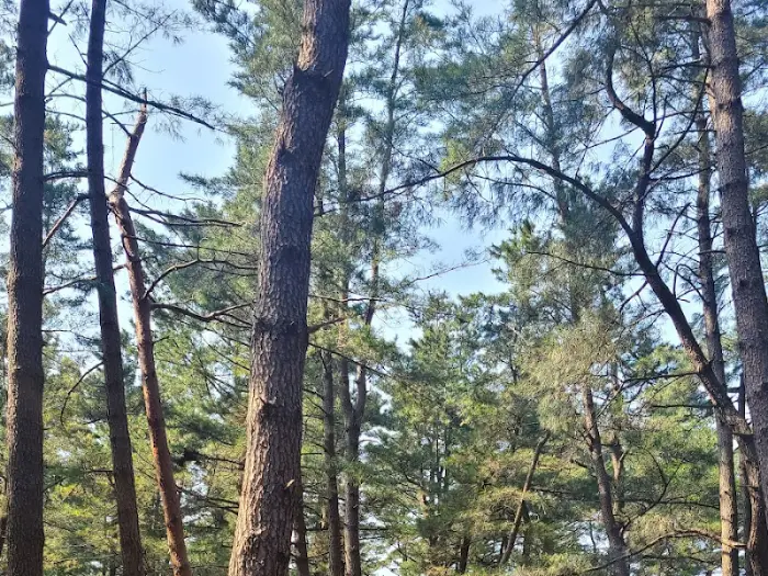 울창한 숲을 보여주는 사진