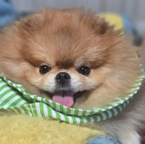 귀여운 포메라니안 강아지가 초록색 줄무늬 스카프를 하고 혀를 내밀고 있는 모습