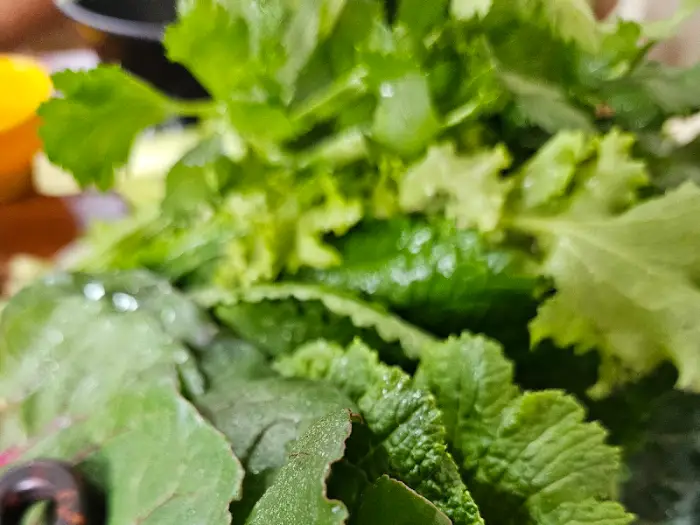 싱싱한 쌈 채소의 모습