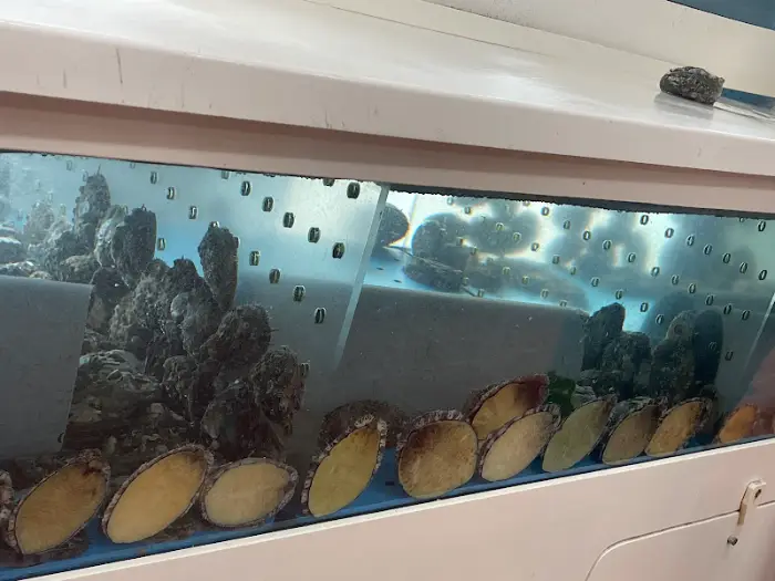 수조 속 전복들