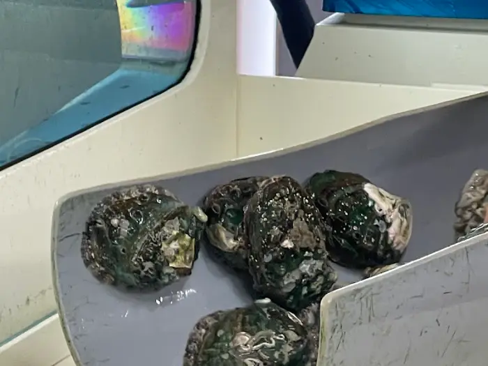 전복 손질하는 모습